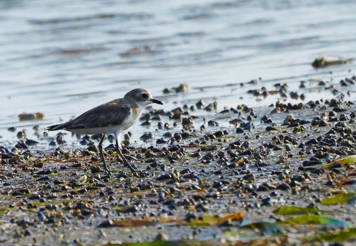 Greater Sand-Plover - paul griffin