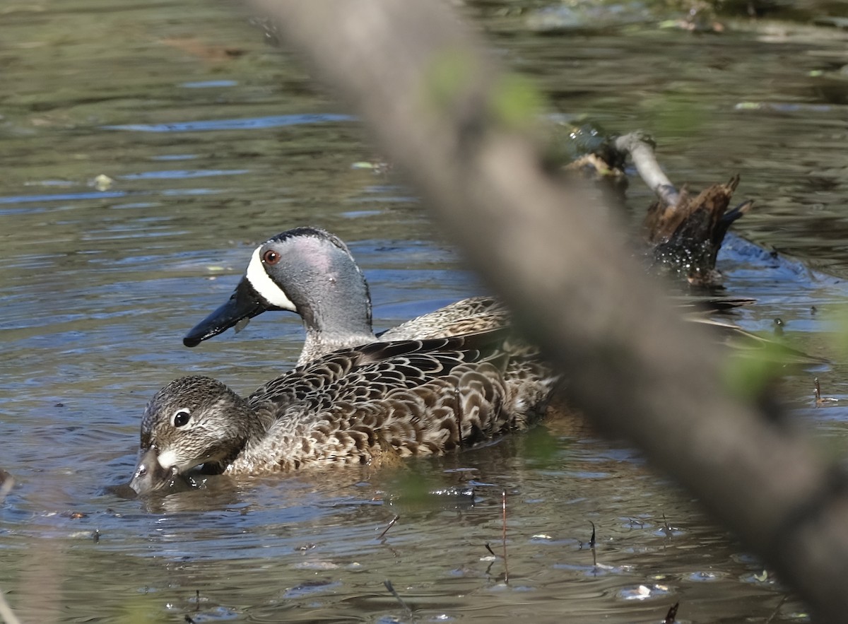 Blue-winged Teal - ML617634081