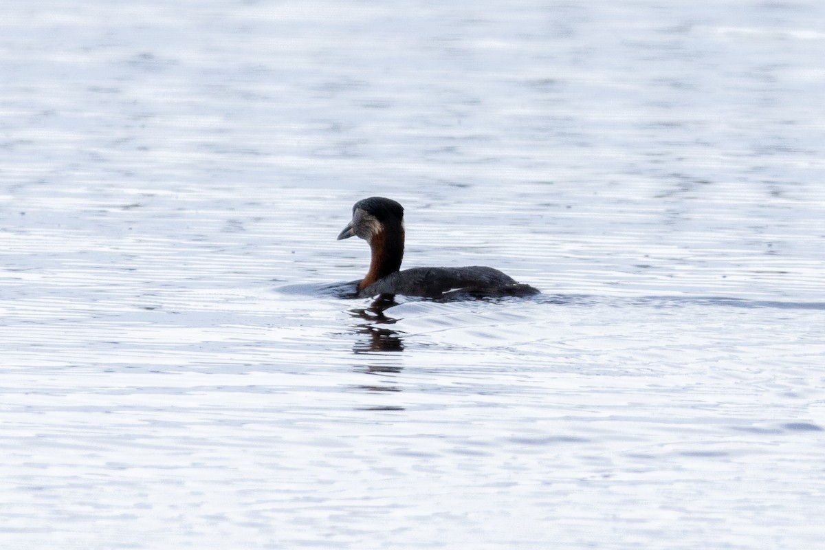 Red-necked Grebe - ML617634082