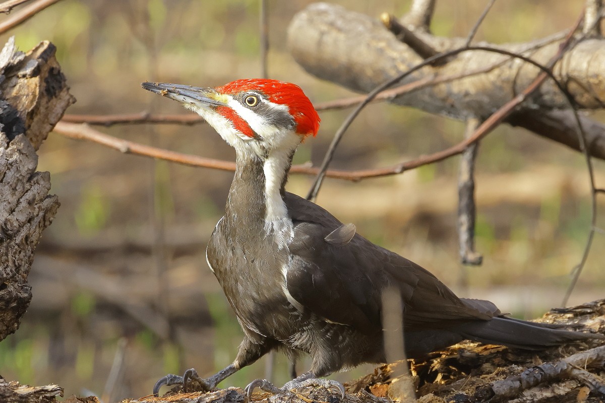 Pileated Woodpecker - Allen Woodliffe