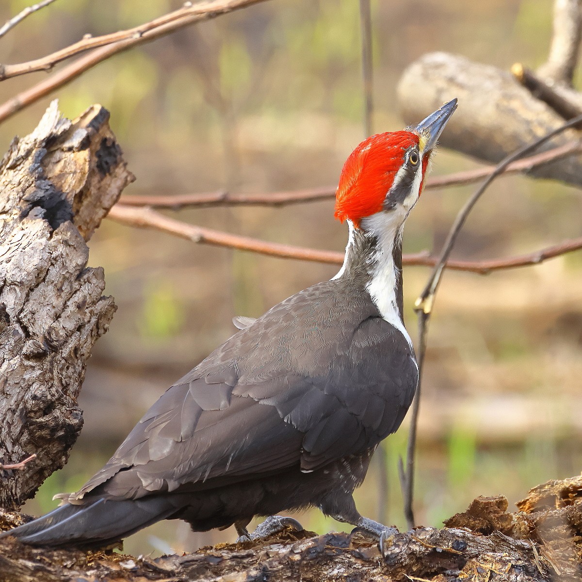 Pileated Woodpecker - ML617634205