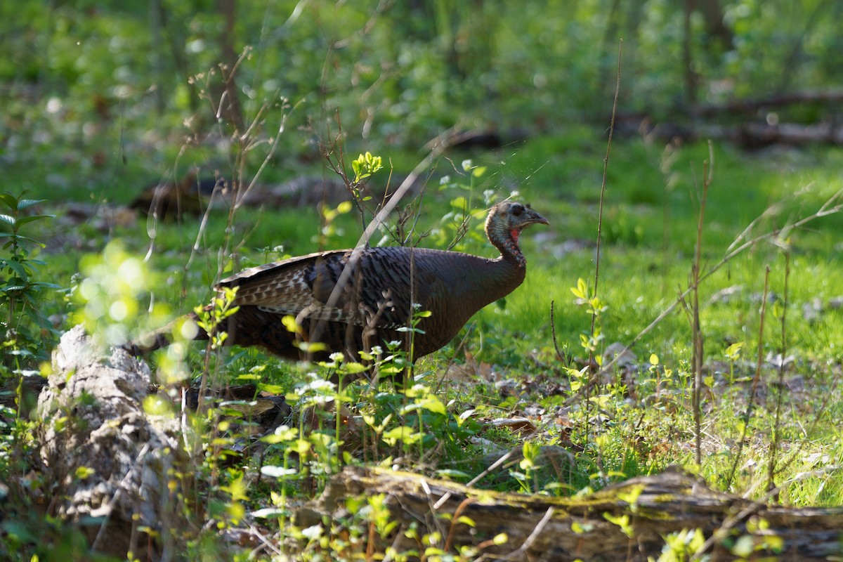 Pennsylvania Bird Atlas Checklist - 18 Apr 2024 - Frick Park--Beechwood ...