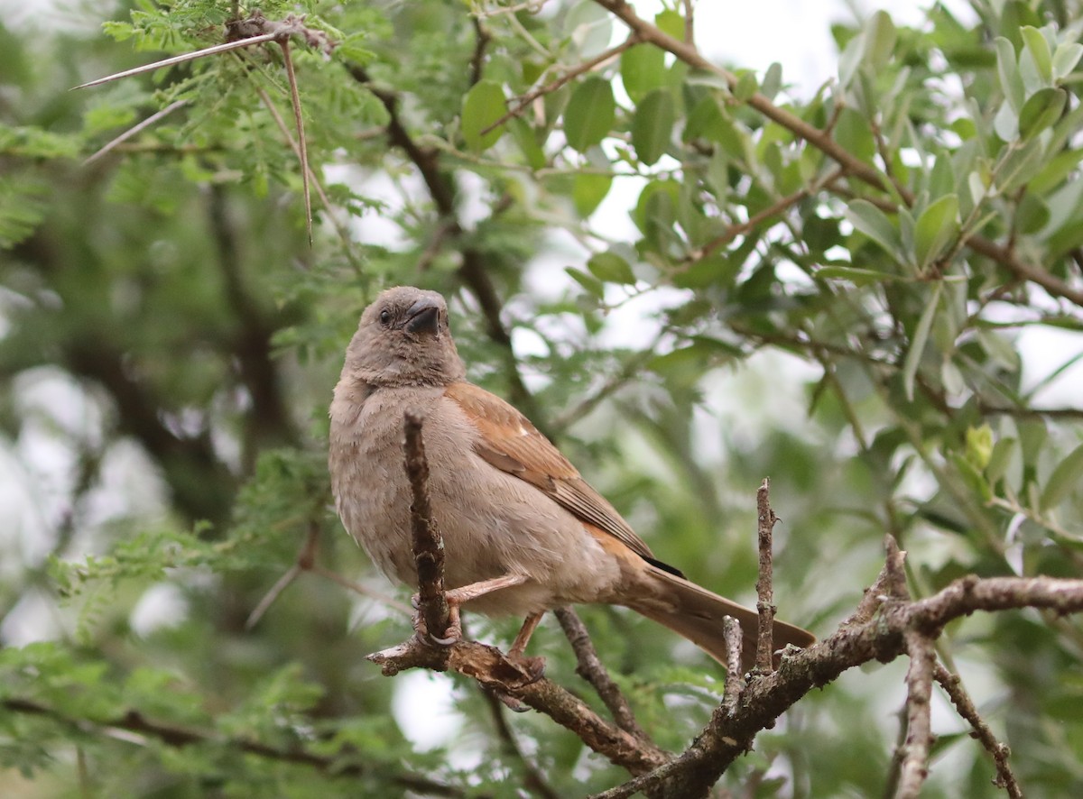 Parrot-billed Sparrow - ML617634231