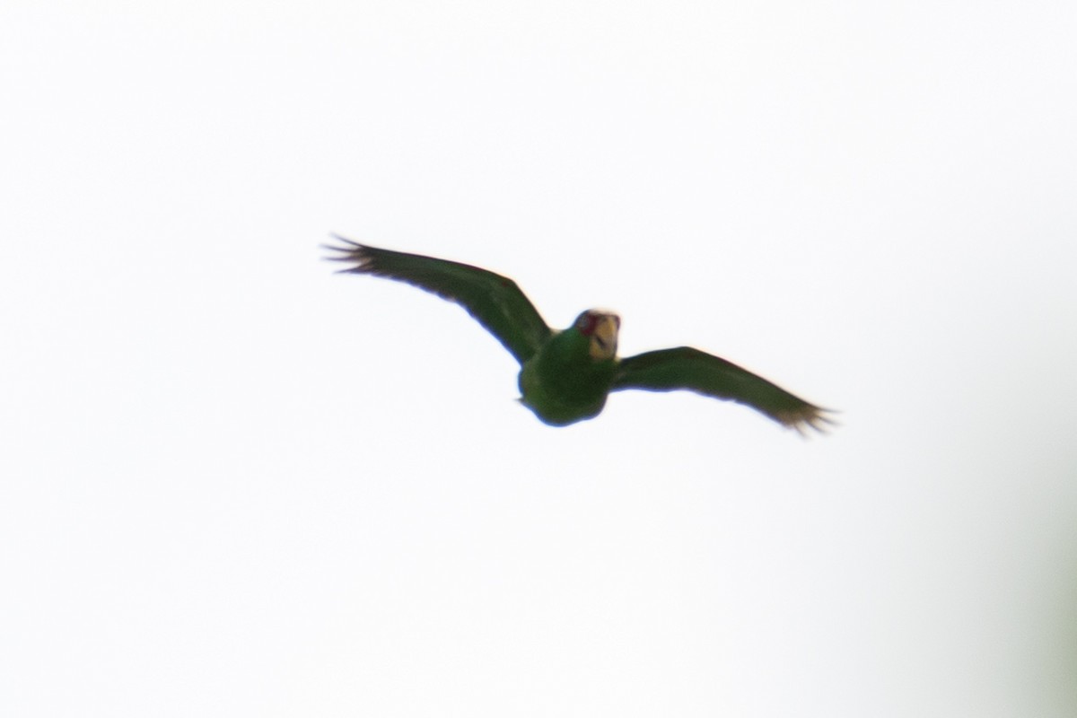 White-fronted Parrot - ML617634239