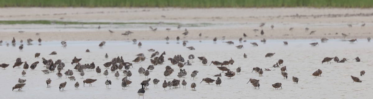 Long-billed Dowitcher - ML617634291