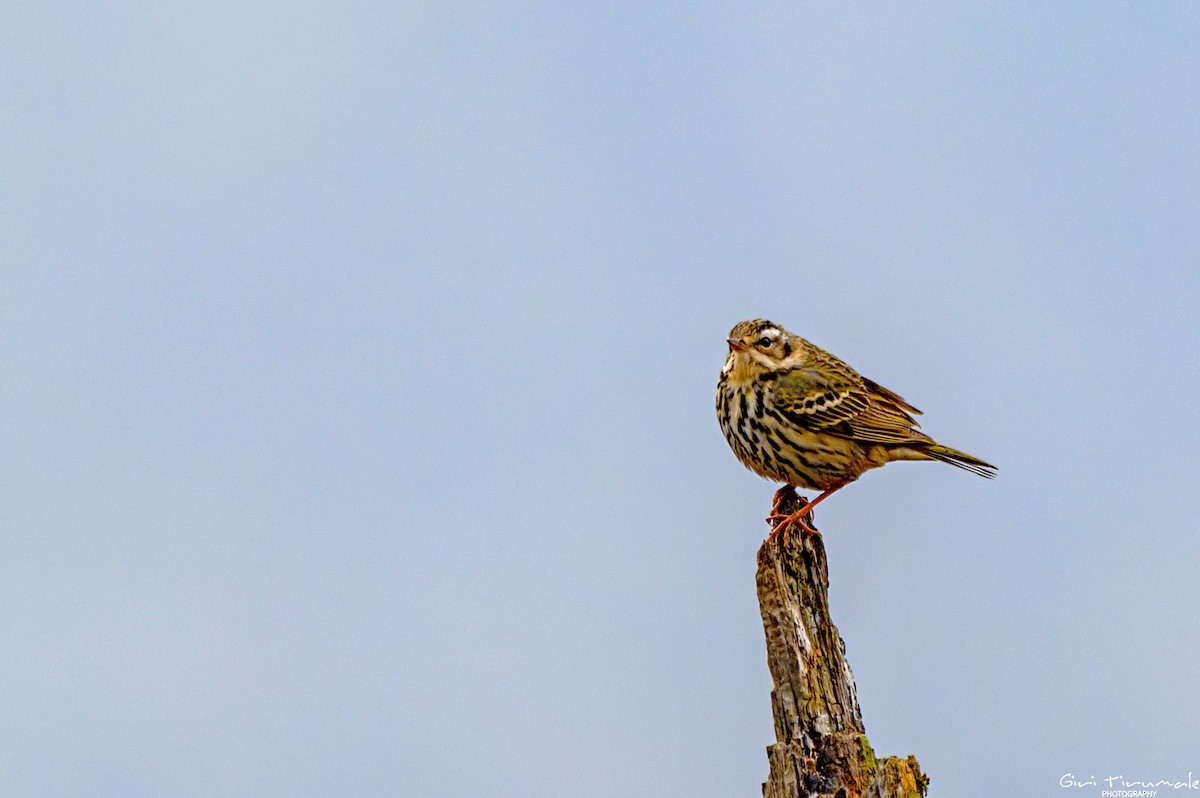 Olive-backed Pipit - ML617634295