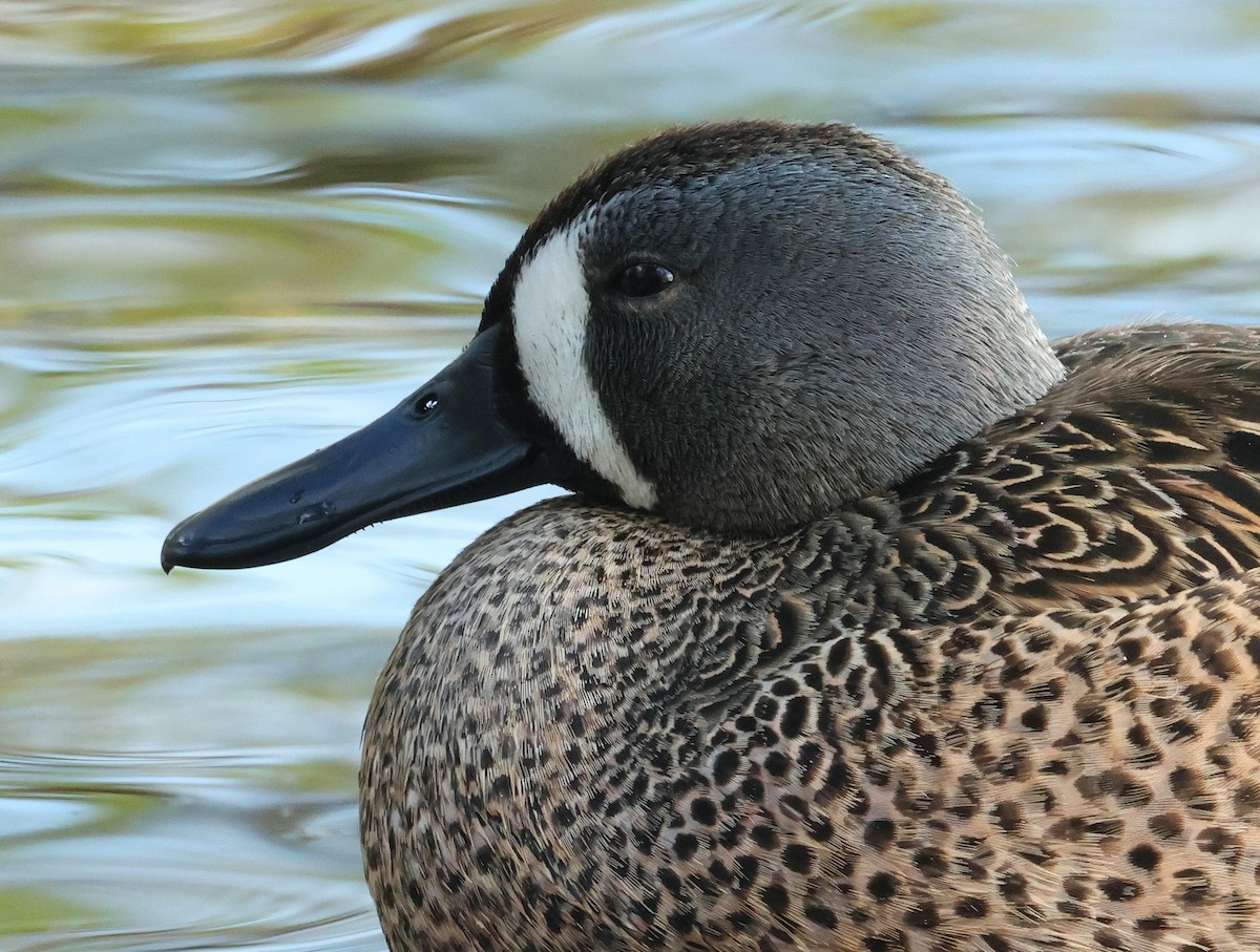 Blue-winged Teal - ML617634338