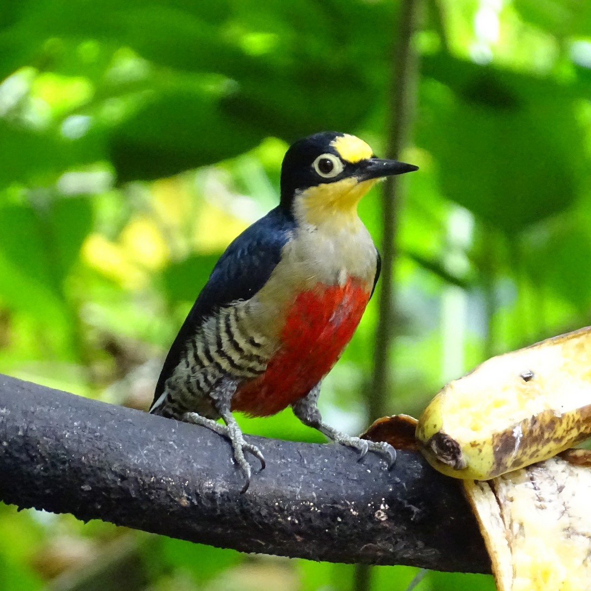 Yellow-fronted Woodpecker - ML617634400
