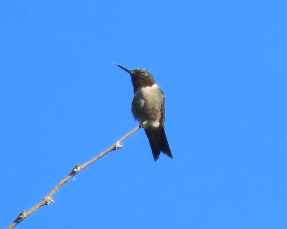 Ruby-throated Hummingbird - ML617634403