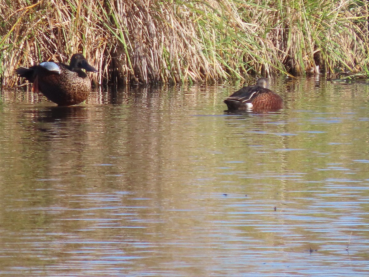 eBird Checklist - 20 Apr 2024 - Jerrabomberra Wetlands Nature Reserve ...