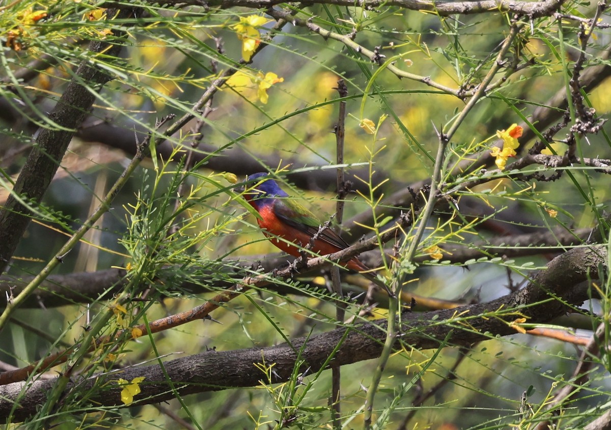 Painted Bunting - ML617634406