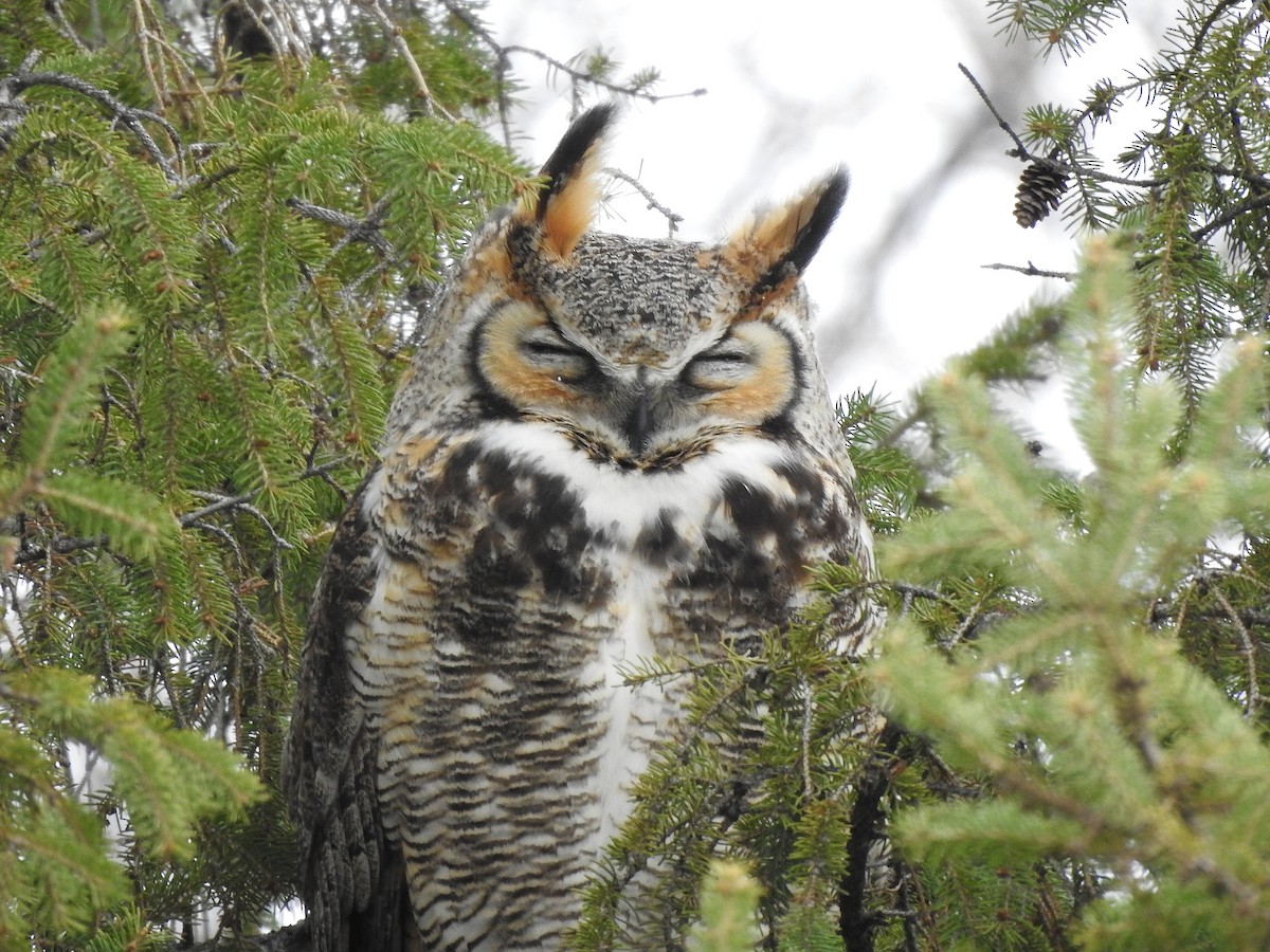 Great Horned Owl - ML617634446