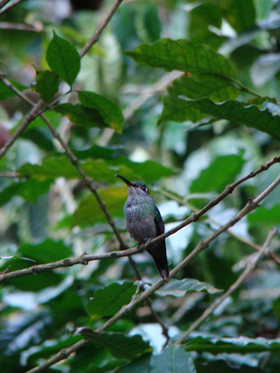 Violet-chested Hummingbird - Francisco Contreras @francontreras.80