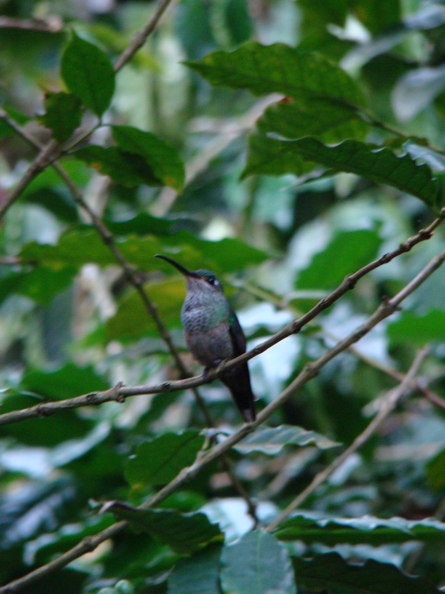 Violet-chested Hummingbird - Francisco Contreras @francontreras.80