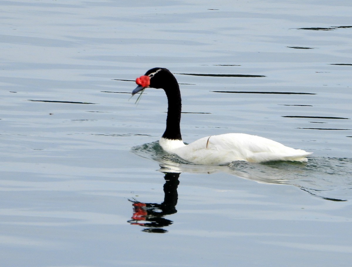 Black-necked Swan - ML617634548