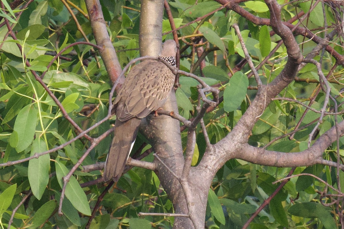 Spotted Dove - ML617634565