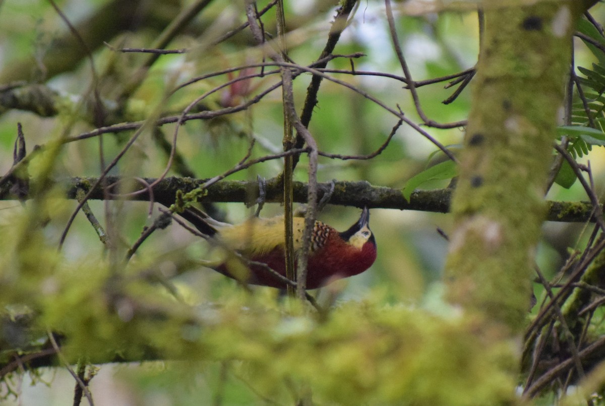 Crimson-mantled Woodpecker - ML617634578