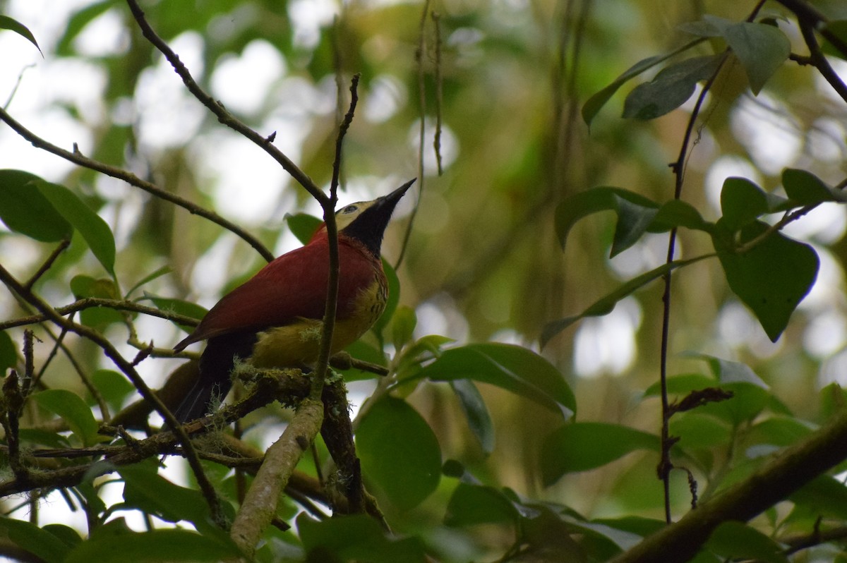Crimson-mantled Woodpecker - ML617634579