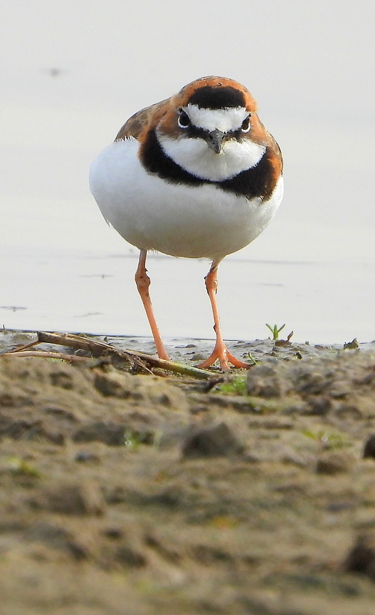 Collared Plover - ML617634581