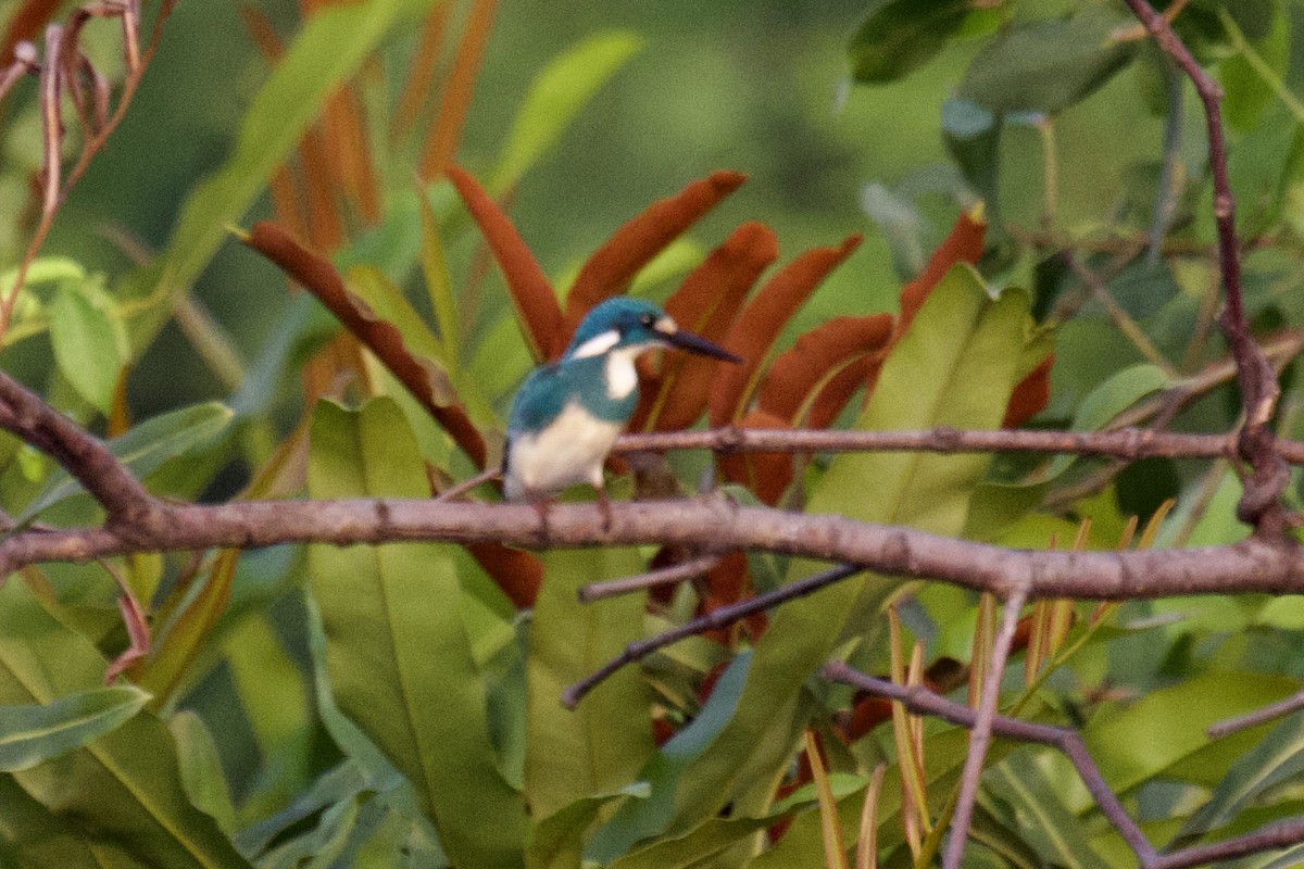 Small Blue Kingfisher - ML617634596