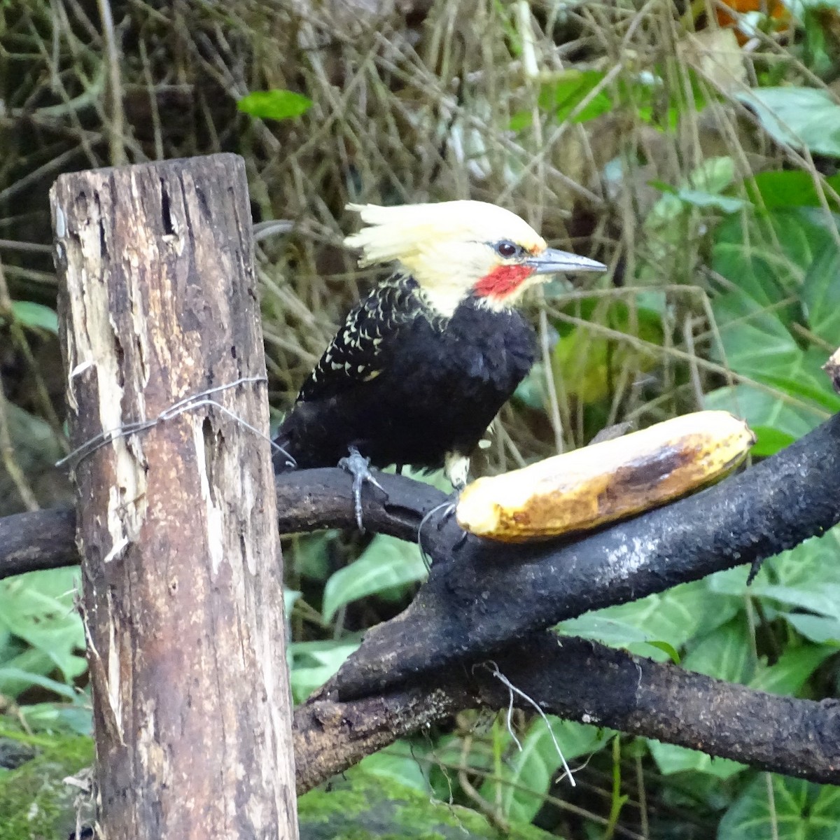 Blond-crested Woodpecker - Horacio Alberto Garcia