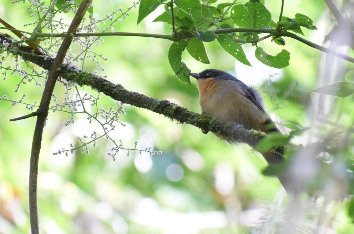 Rufous-crested Tanager - ML617634661