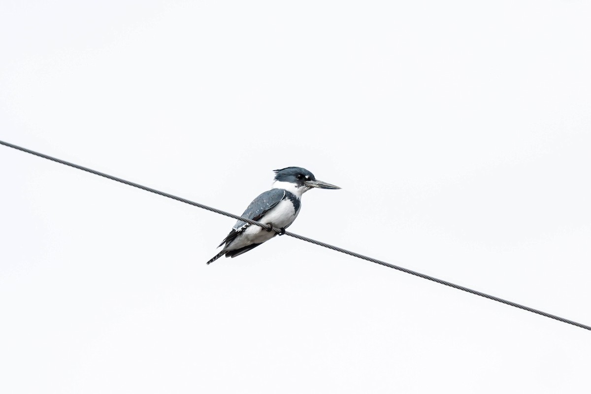 Belted Kingfisher - ML617634773