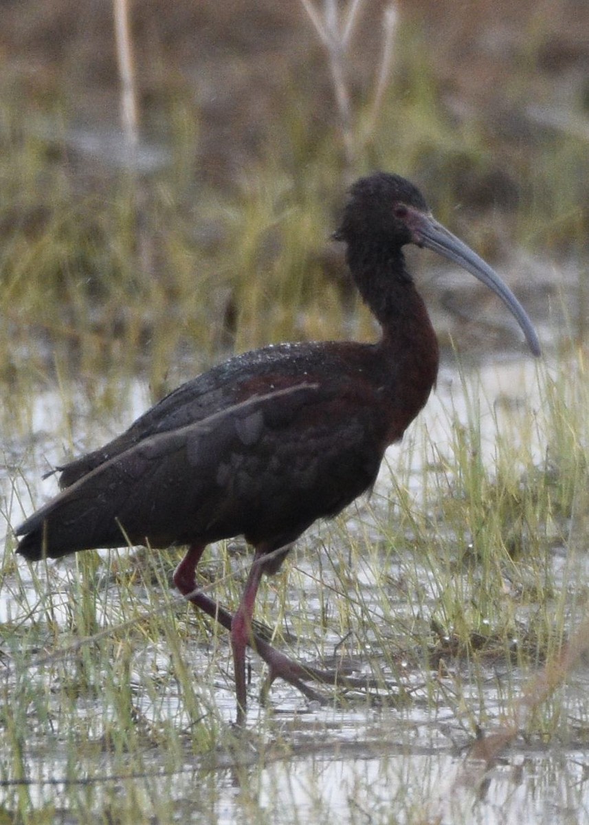 ibis americký - ML617634775