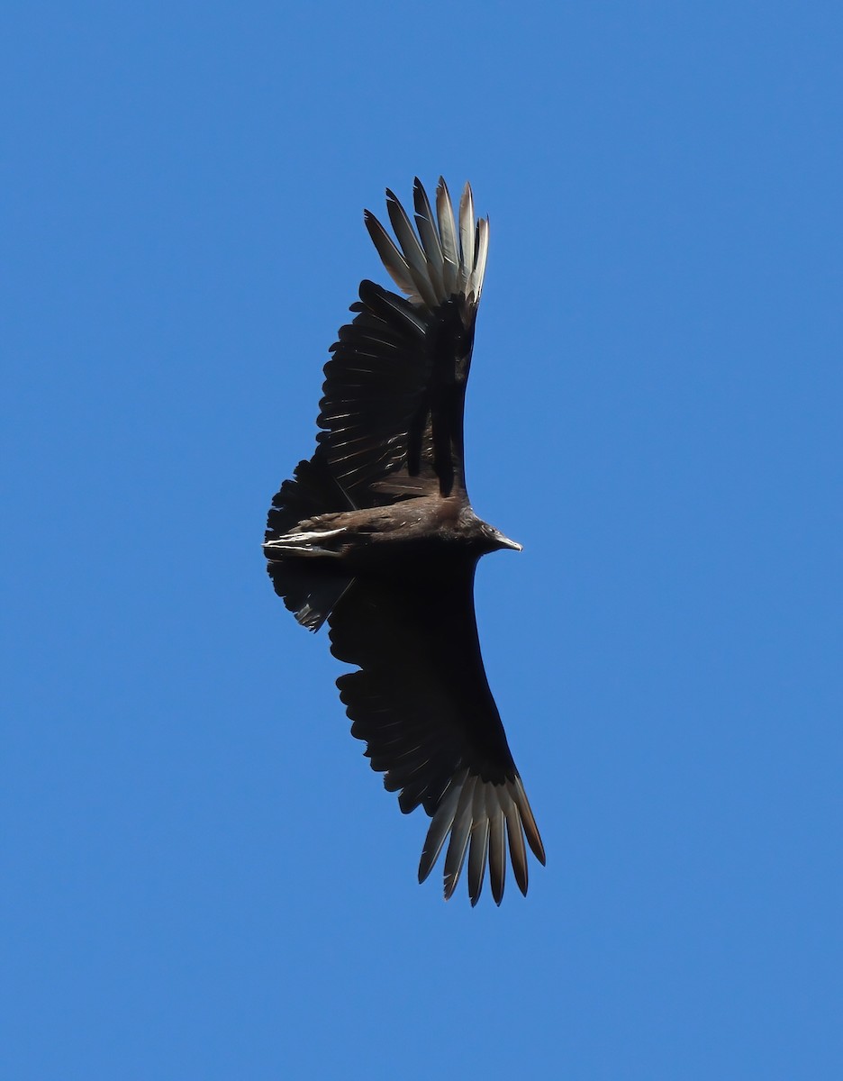 Black Vulture - ML617634795