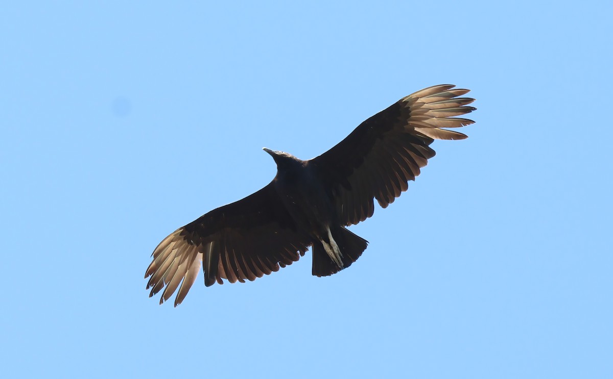 Black Vulture - ML617634796