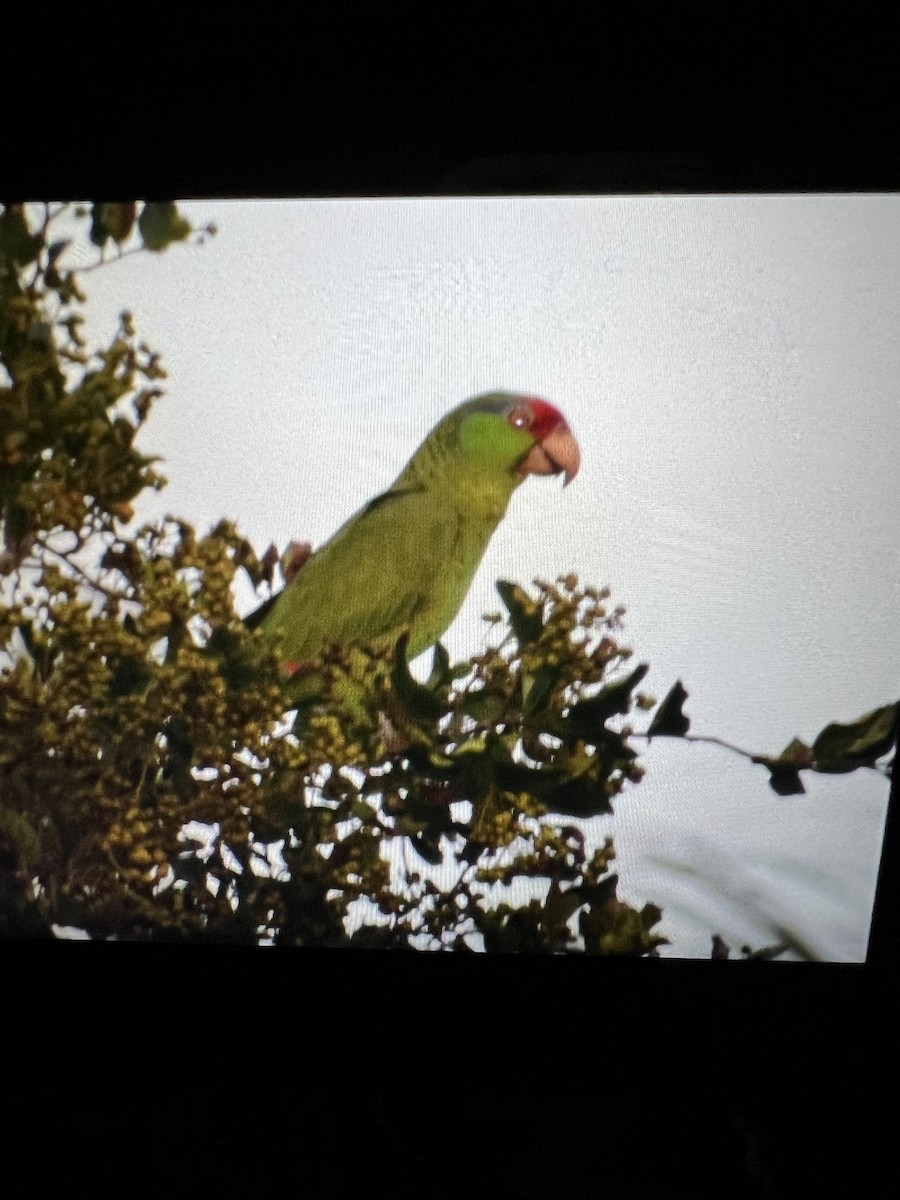 Red-crowned Parrot - ML617634907
