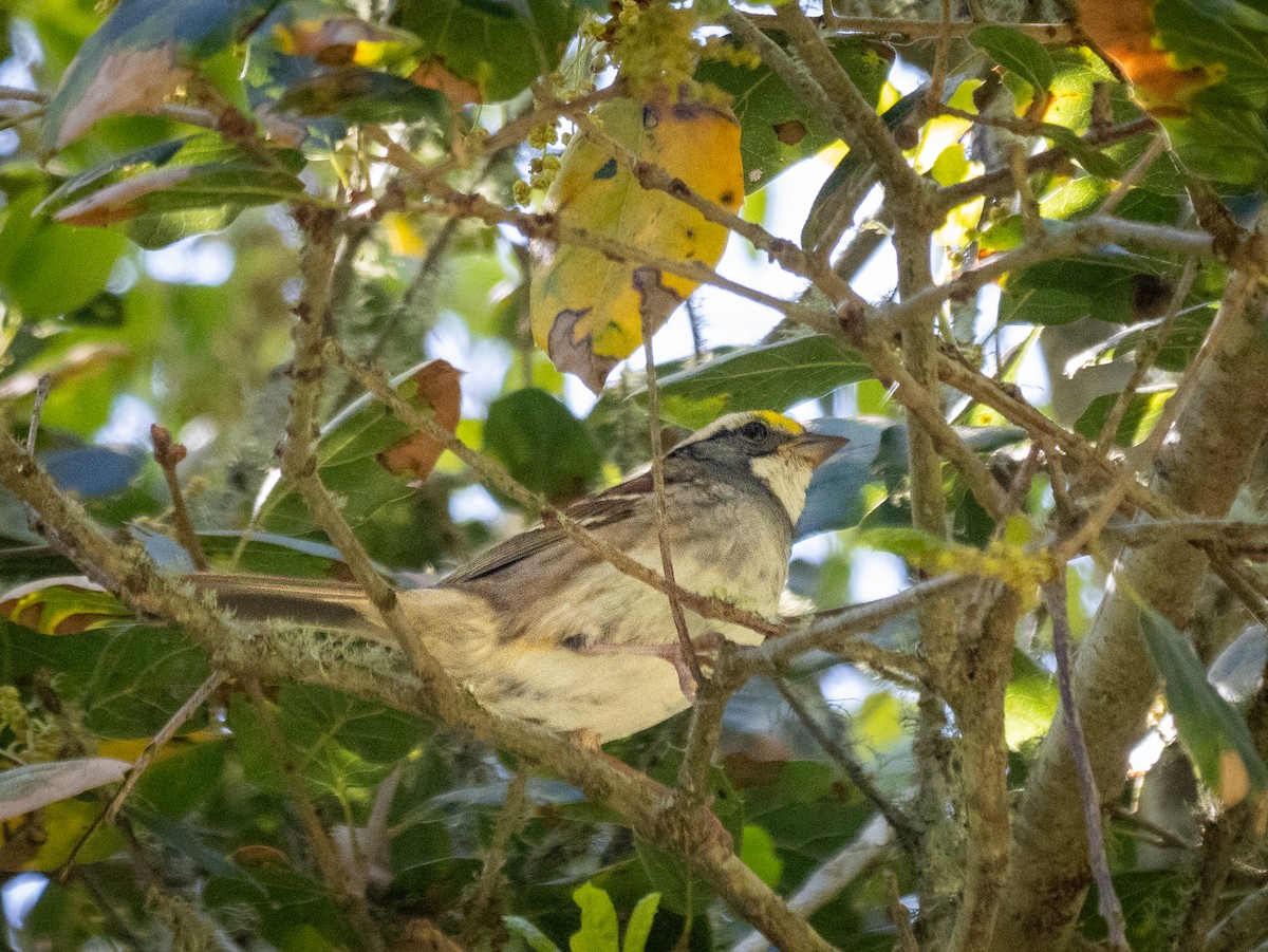 White-throated Sparrow - ML617634915