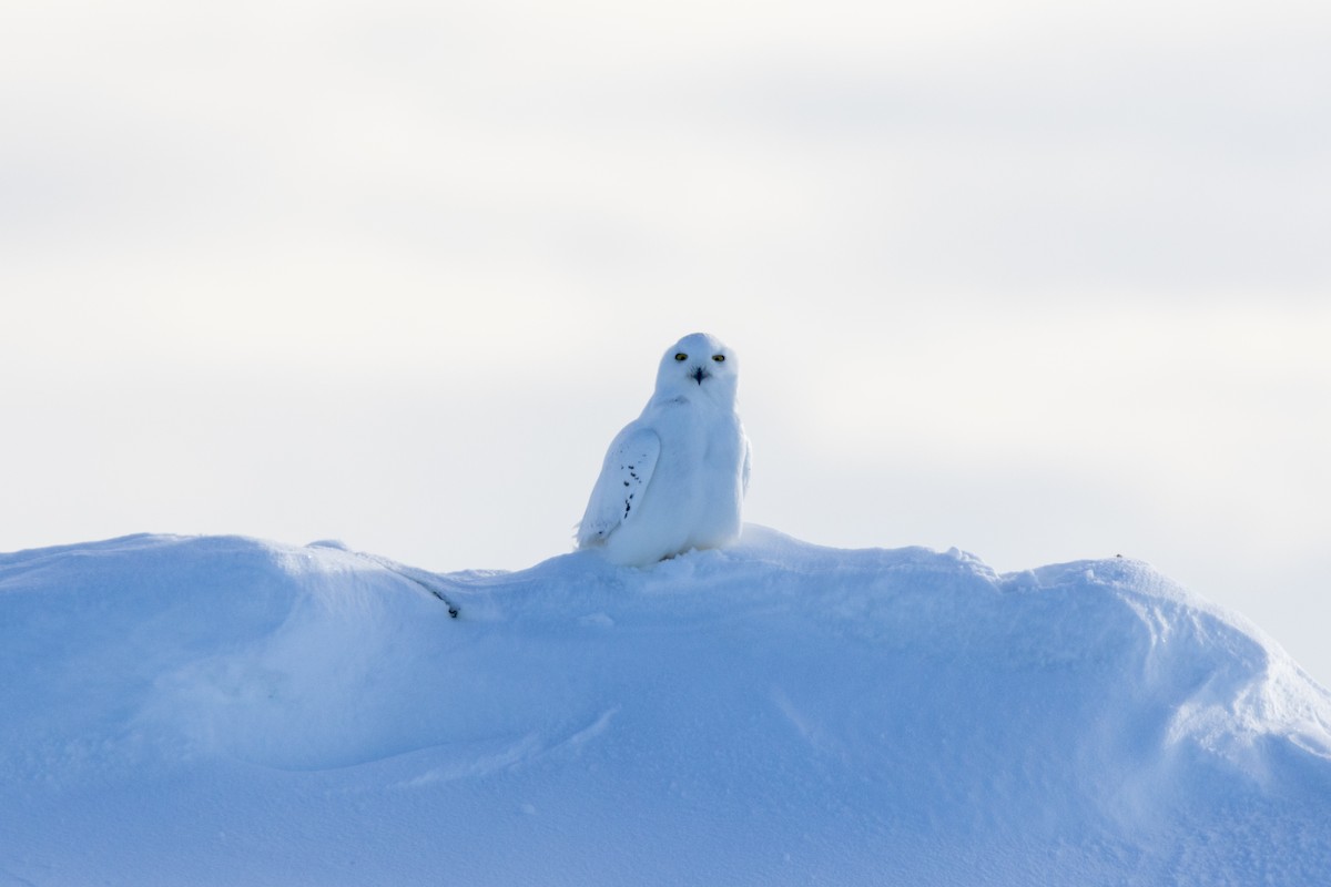 Snowy Owl - ML617634933