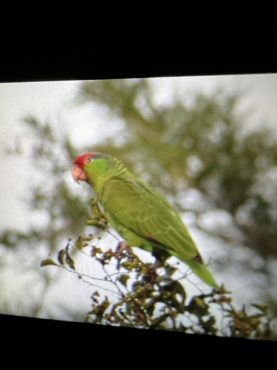 Red-crowned Parrot - ML617634944