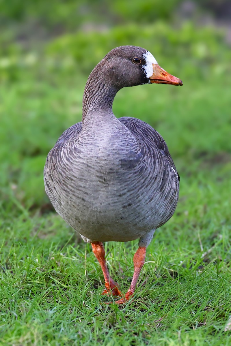 Greater White-fronted Goose - ML617634949