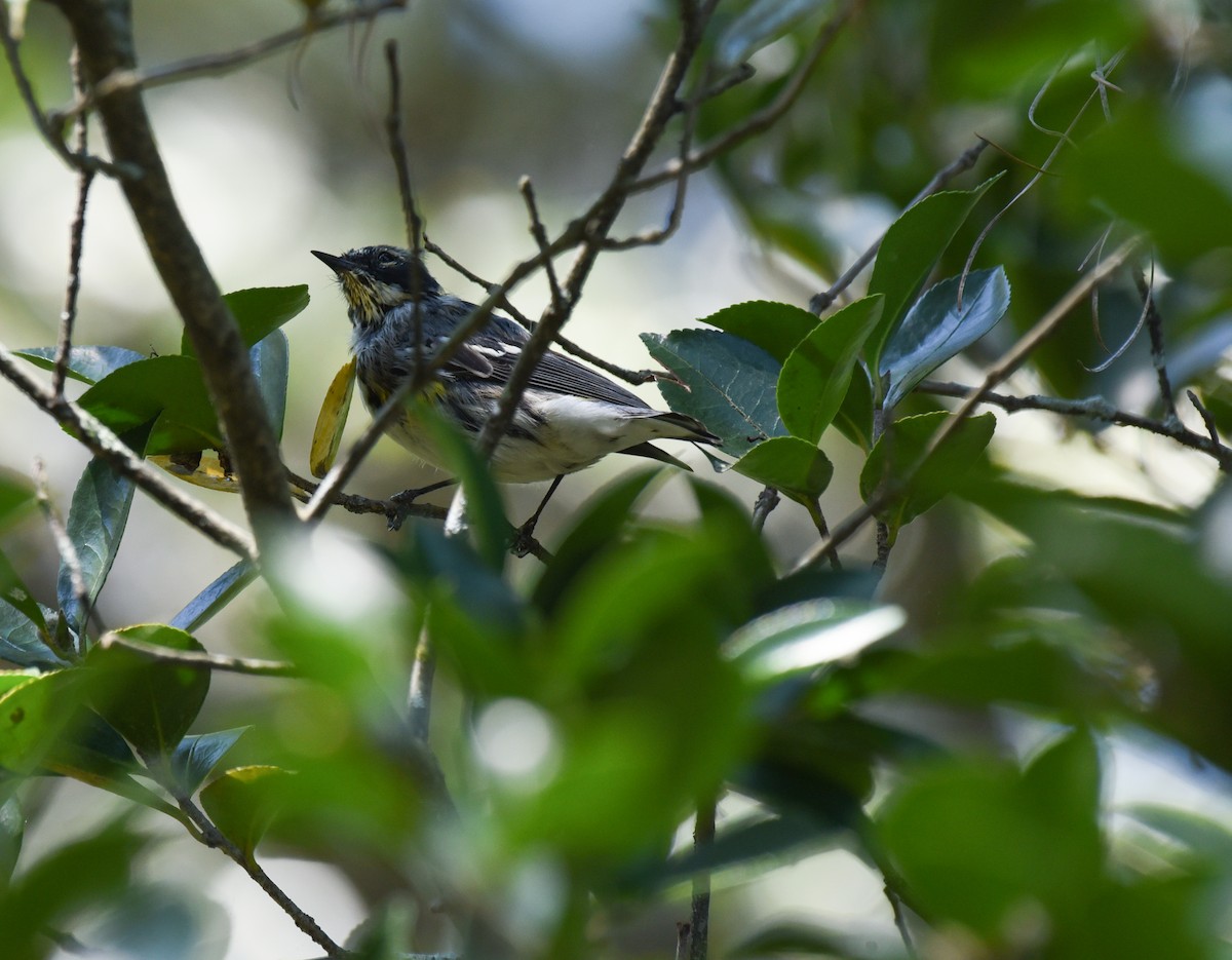 Yellow-rumped Warbler - Mary Hays