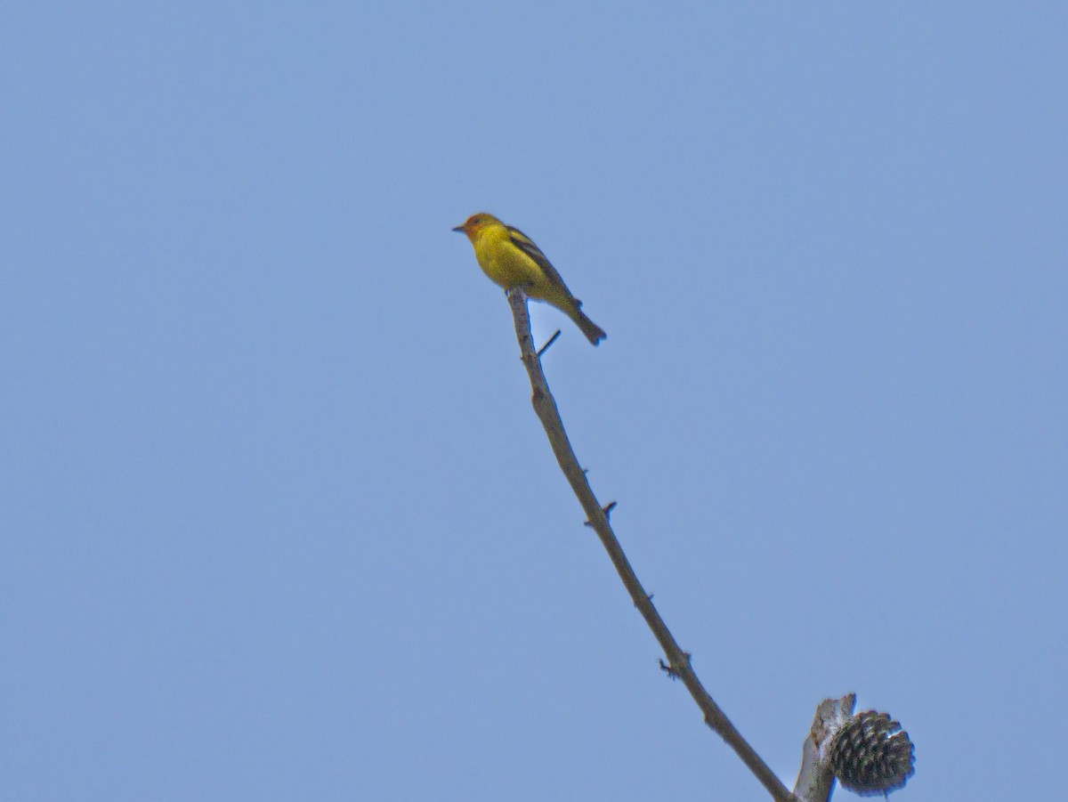 Western Tanager - ML617634955