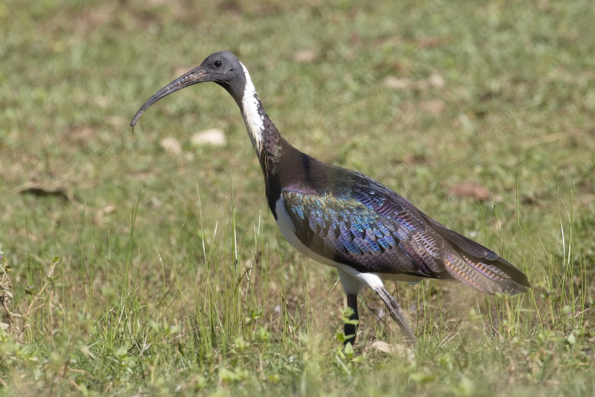 ibis slámokrký - ML617634987