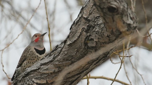 Northern Flicker (Yellow-shafted x Red-shafted) - ML617635017