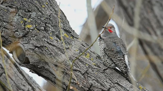 Northern Flicker (Yellow-shafted x Red-shafted) - ML617635022