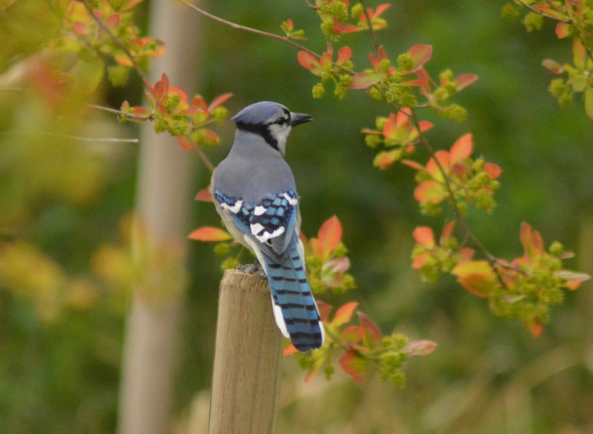 Blue Jay - Ryan Pudwell