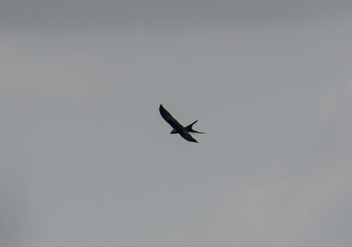 Swallow-tailed Kite - Bert Filemyr