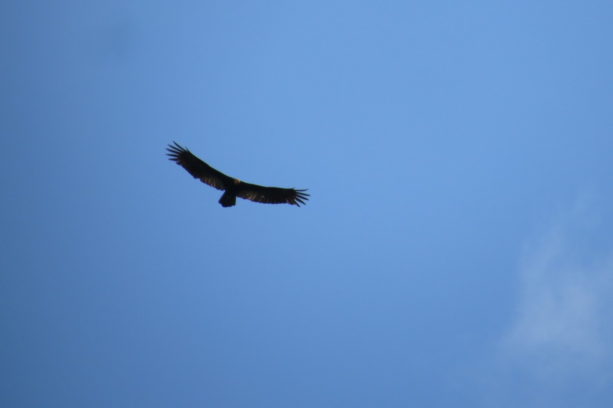Greater Yellow-headed Vulture - ML617635078