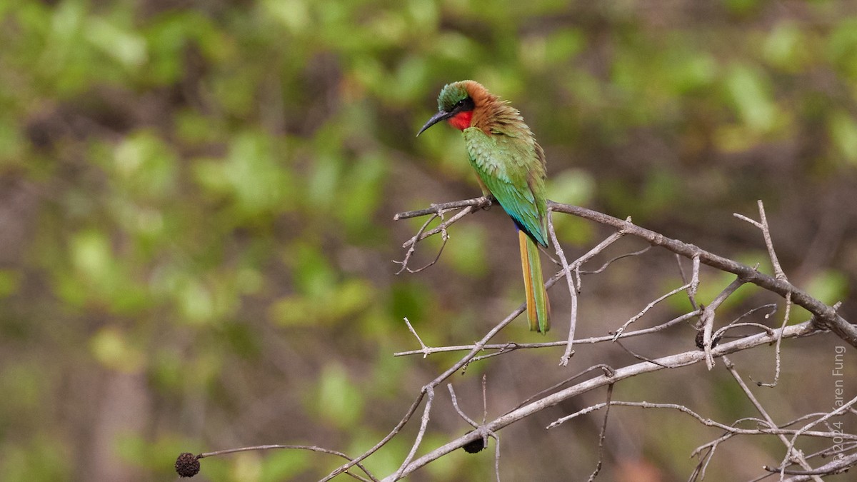 Red-throated Bee-eater - ML617635086