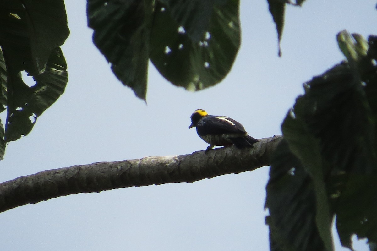 Yellow-tufted Woodpecker - ML617635111