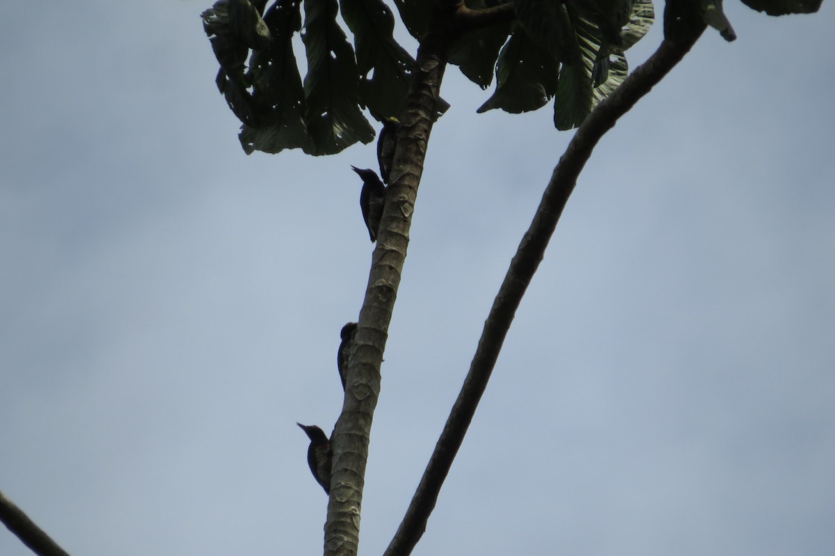 Yellow-tufted Woodpecker - ML617635137