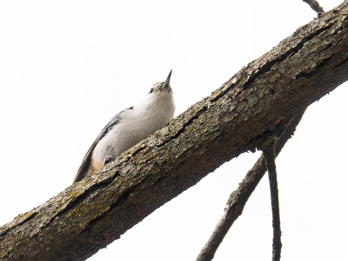 White-breasted Nuthatch - ML617635168