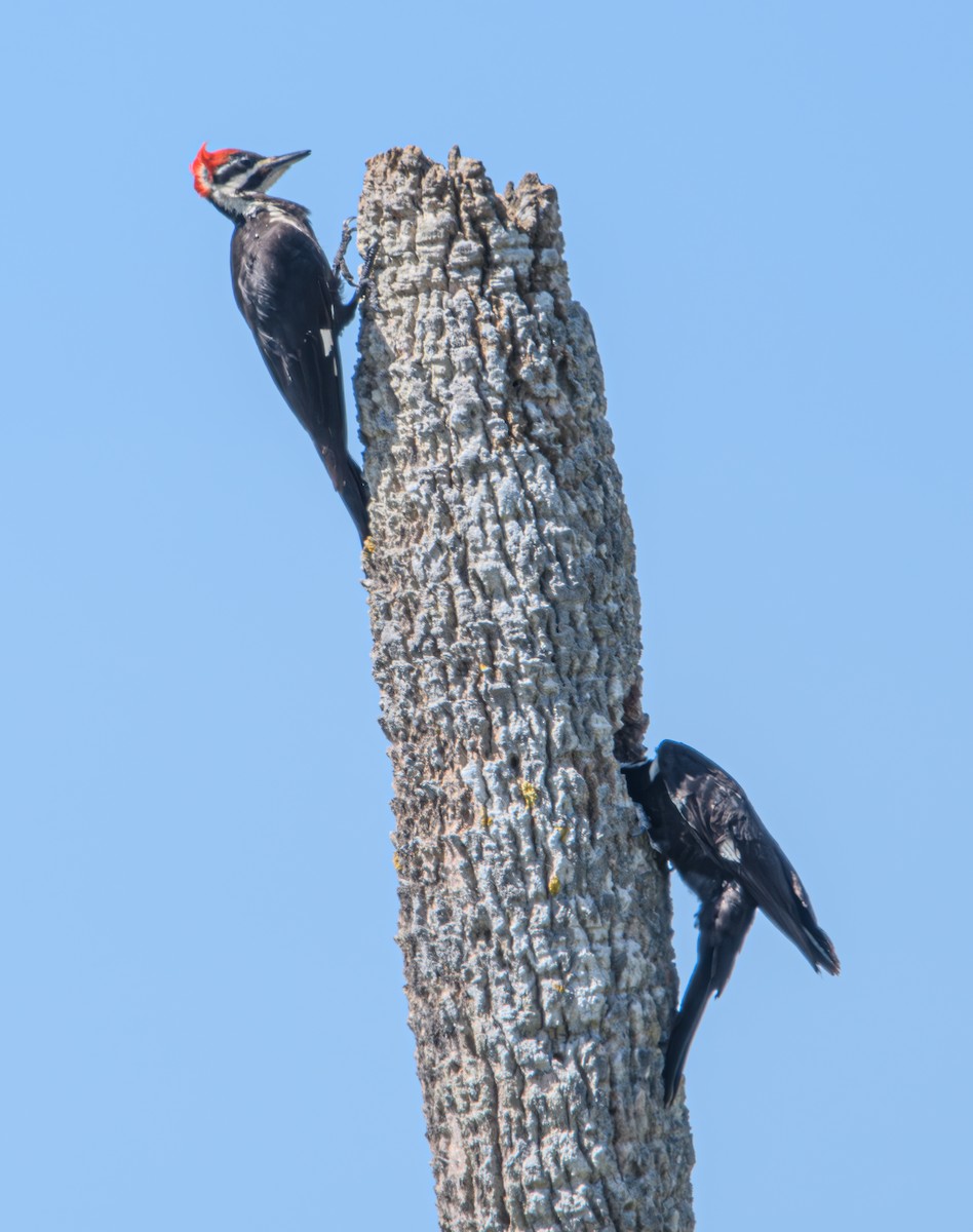Pileated Woodpecker - Bert Filemyr