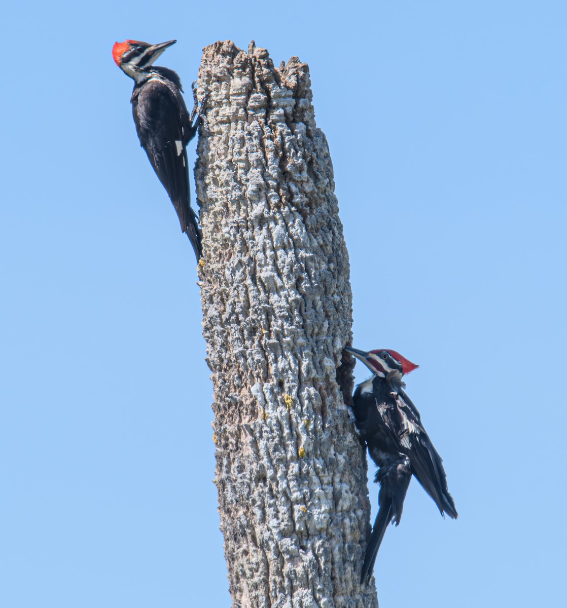 Pileated Woodpecker - ML617635184