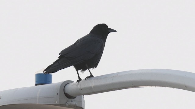 American Crow - ML617635201